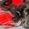 Британской собаке с шестью лапами успешно удалили лишние конечности
