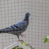 В Индии полиция выпустила арестованного голубя - "китайского шпиона"