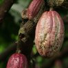 Какао рекордно подорожал из-за глобальной проблемы