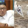 В Северной Корее запретили держать дома собак