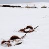 Монголия переживает самую холодную зиму за 50 лет