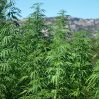 В Лачыне уничтожено более тонны дикорастущей конопли