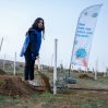 В Азербайджане продолжаются акции по посадке деревьев
