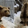 Кто же на самом деле спас братьев-медведей в Азербайджане?