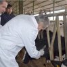 В Азербайджане вводится обязательная маркировка всей мясной продукции В Азербайджане вводится обязательная маркировка всей мясной продукции