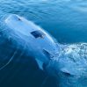 Балтийское море будут защищать дроны-акулы с искусственным интеллектом