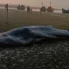 Индийские рыбаки поймали пятитонную акулу