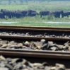 В Индии пассажирский поезд столкнулся со стадом слонов