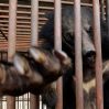В Республике Корея с 1 января запретили разведение медведей ради желчи