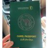 В Саудовской Аравии ввели паспорта для верблюдов В Саудовской Аравии ввели паспорта для верблюдов